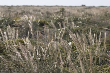 Akdeniz İğne Otu (Stipa capensis)