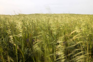 Akdeniz doğal bitki örtüsü