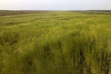 Akdeniz doğal bitki örtüsü