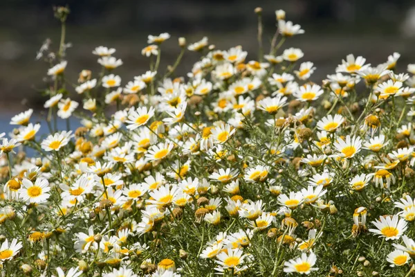 Crown daisies in the countryside. — Stock Photo, Image