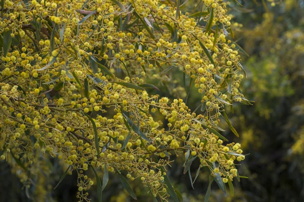 Blühender Akazie-Saligna-Baum — Stockfoto