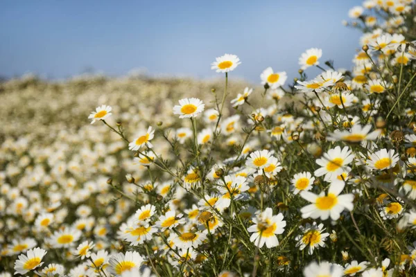 Crown daisies in the countryside. — Stock Photo, Image