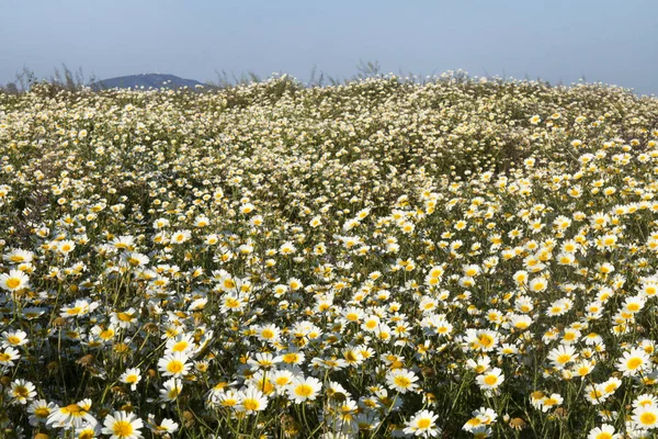 Gänseblümchen auf dem Land. — Stockfoto