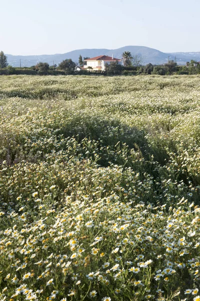 Crown daisies in the countryside. — Stock Photo, Image