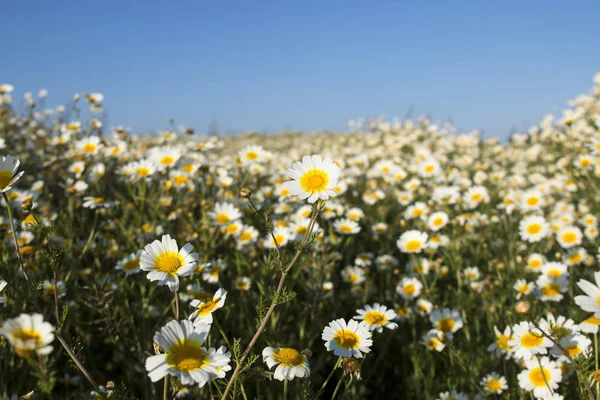 Crown daisies in the countryside. — Stock Photo, Image