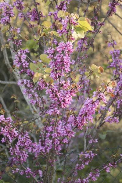 Cercis canadensis (oostelijke redbud) boom — Stockfoto