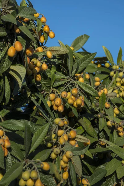 Loquat strom s ovocem — Stock fotografie