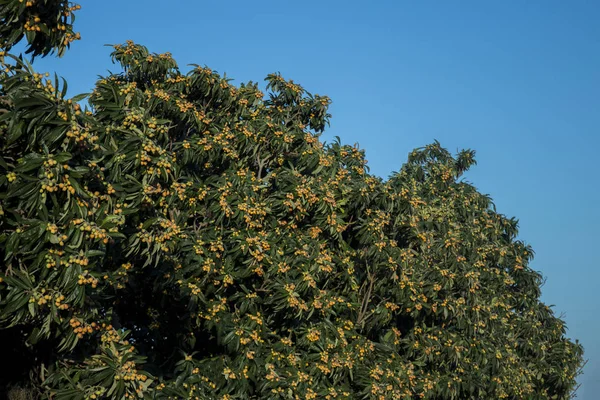 과일과 비파 나무 — 스톡 사진