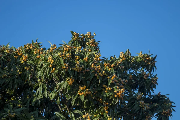 Loquat träd med frukter — Stockfoto