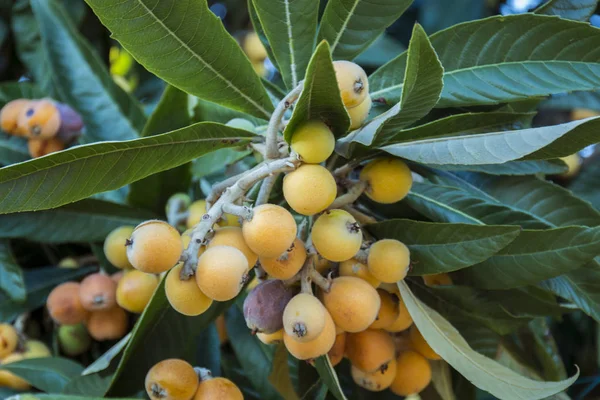 Árbol de Loquat con frutas — Foto de Stock