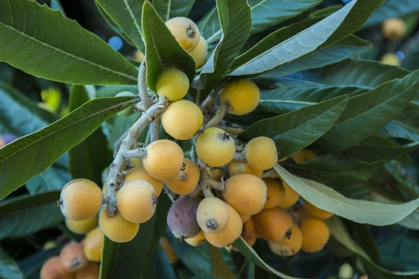 Loquat strom s ovocem — Stock fotografie