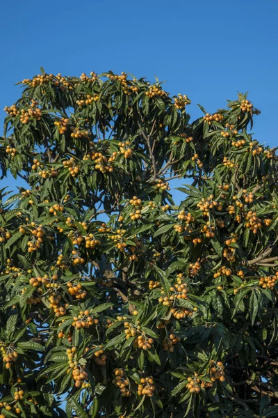 Árbol de Loquat con frutas — Foto de Stock