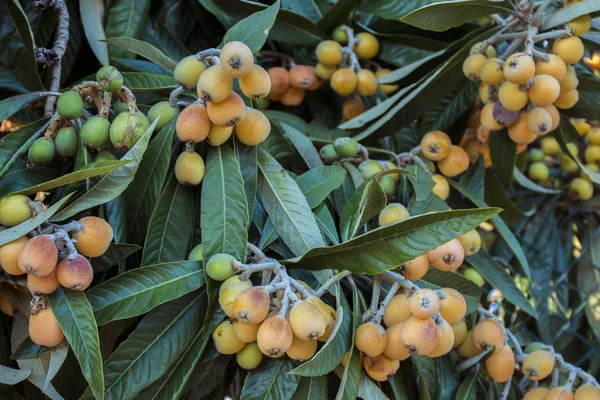 Loquat tree with fruits — Stock Photo, Image