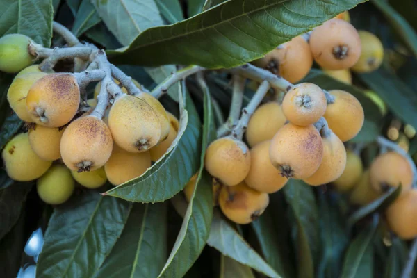 Loquat träd med frukter — Stockfoto