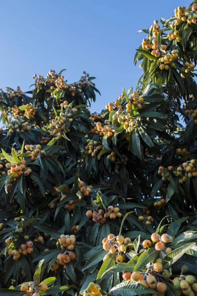 Loquat strom s ovocem — Stock fotografie