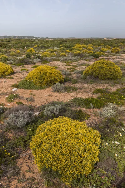 Krajobraz z ulex densus krzewów. — Zdjęcie stockowe