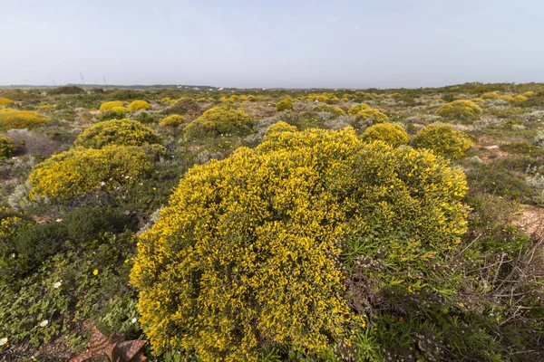 Landscape with ulex densus shrubs. — Stock Photo, Image