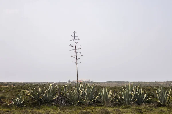 Planta de cactus Agave Americana —  Fotos de Stock