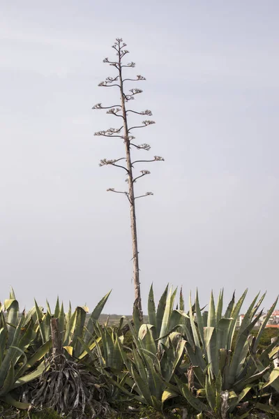 Agave Americana pianta di cactus — Foto Stock