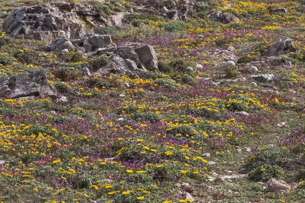 Flora de primavera diversificada de Sagres — Fotografia de Stock