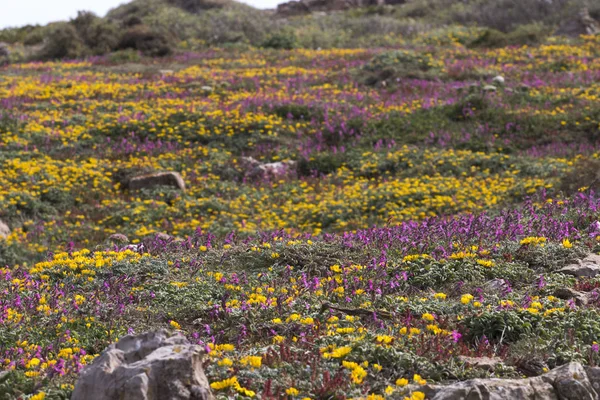 Növényvilága változatos tavaszi Sagres — Stock Fotó