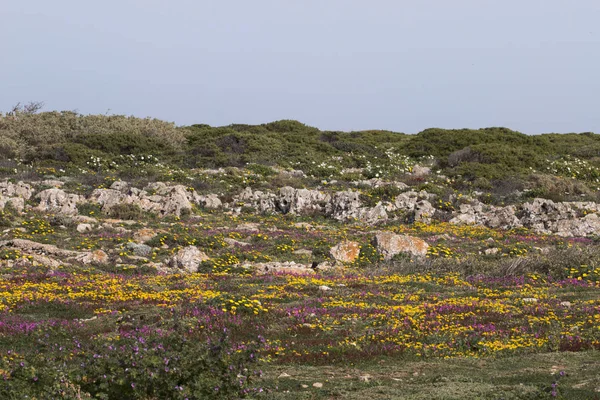 Diversa flora primaveral de Sagres — Foto de Stock