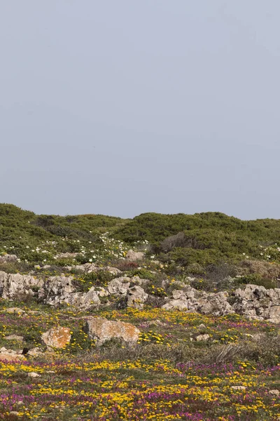 Sagres çeşitli bahar florası — Stok fotoğraf