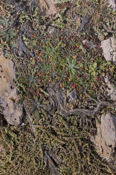 Textura de vegetación del suelo — Foto de Stock