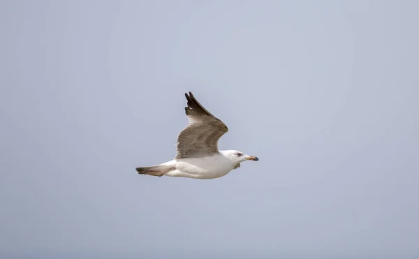 Fiskmås flyger nära kusten — Stockfoto