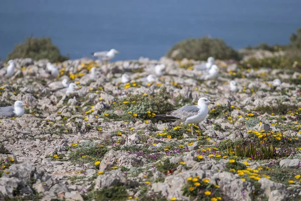 Jeunes mouettes près des falaises — Photo