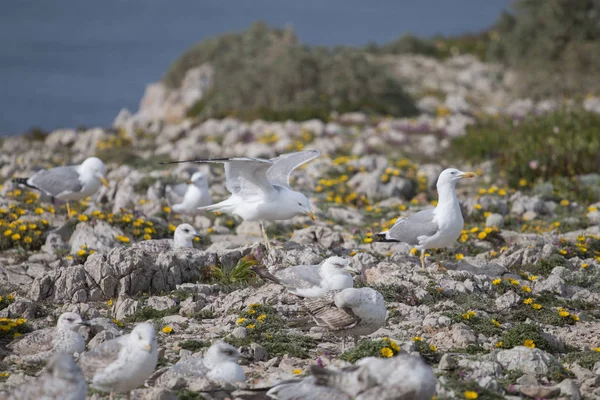 Jeunes mouettes près des falaises — Photo