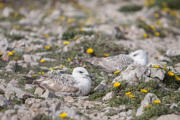 Jeunes mouettes près des falaises — Photo