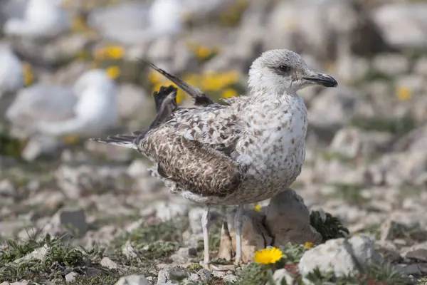 Giovani gabbiani vicino alle scogliere — Foto Stock