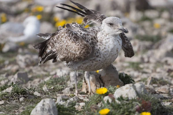 Jeunes mouettes près des falaises — Photo