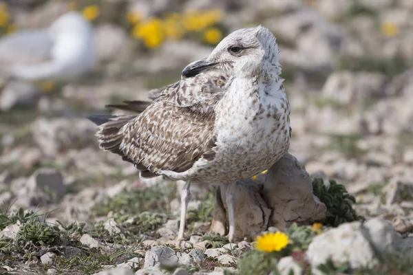 Jeunes mouettes près des falaises — Photo