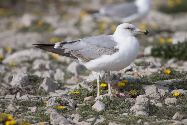 Gaviotas jóvenes cerca de los acantilados —  Fotos de Stock