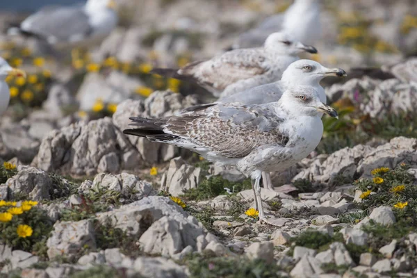 Jeunes mouettes près des falaises — Photo