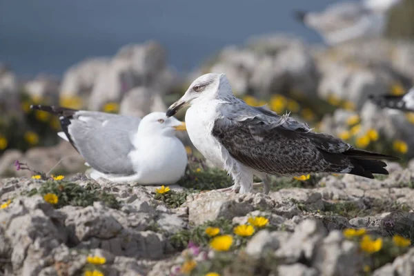 Unga fiskmåsar nära klipporna — Stockfoto