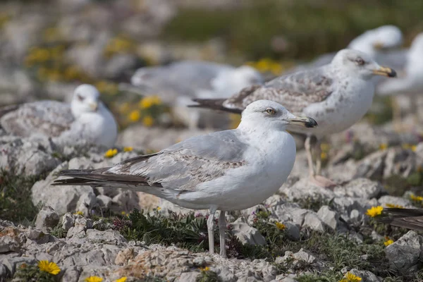 Jeunes mouettes près des falaises — Photo