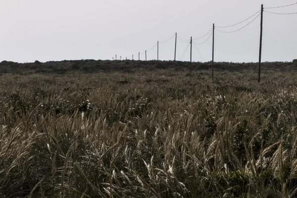 Elektrické dráty na poli — Stock fotografie