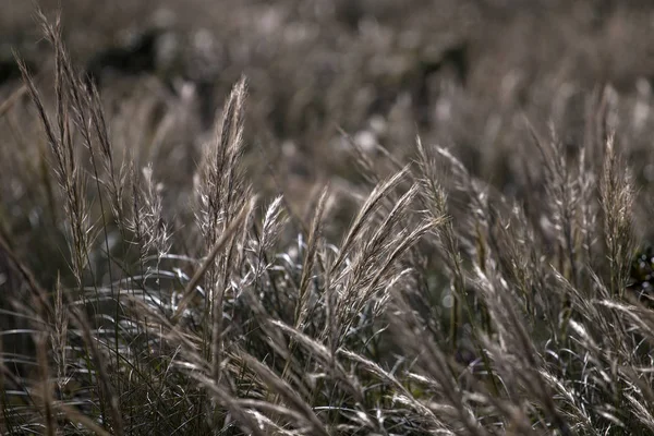 Середземноморська голкова трава (Стіпа капуйський) — стокове фото