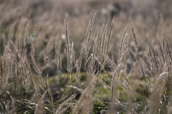 Середземноморська голкова трава (Стіпа капуйський) — стокове фото