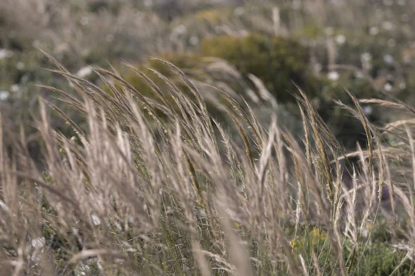 Iarba acului mediteranean (Stipa capensis ) — Fotografie, imagine de stoc