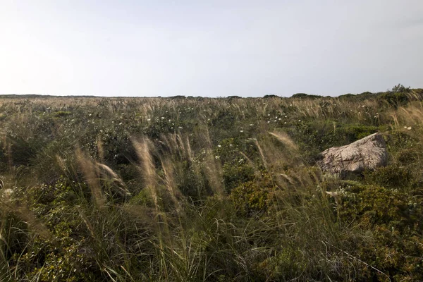 Vegetazione mediterranea autoctona — Foto Stock