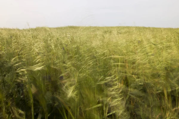 Середземноморською рослинністю рідного — стокове фото