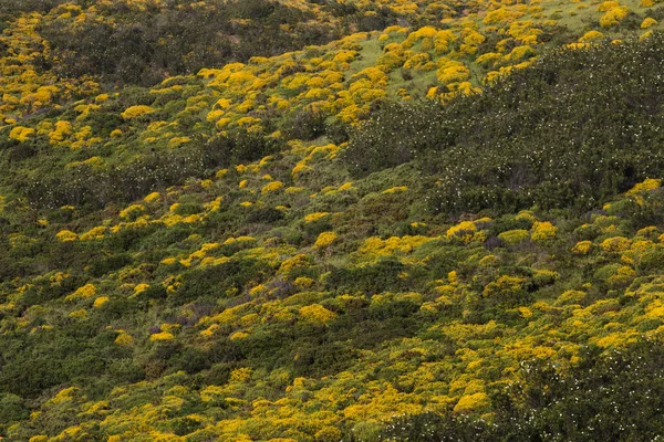 Sárga ulex densus cserjék — Stock Fotó