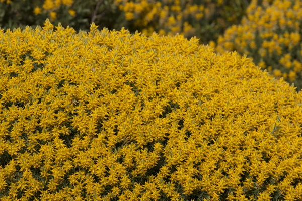 Arbustos amarelos de ulex densus — Fotografia de Stock