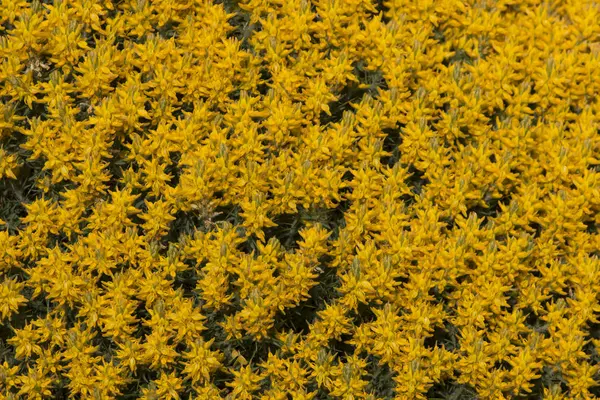 Gelbe Ulex densus-Sträucher — Stockfoto