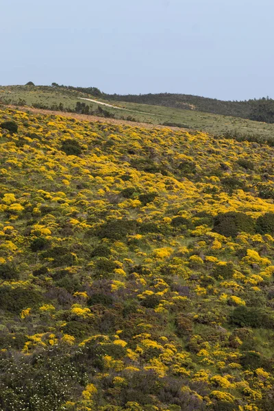 Landscape with ulex densus shrubs. — Stock Photo, Image