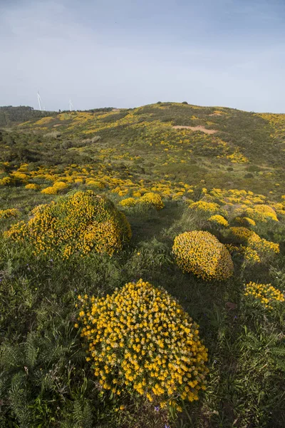 Landscape with ulex densus shrubs. — Stock Photo, Image